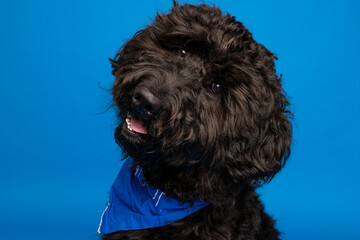 Black Dog with Blue Bandana on Blue Background