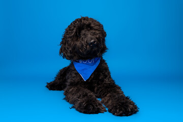 Black Dog Lying Down with Blue Bandana