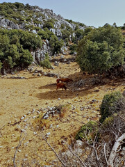 Beneath a bright, cloud-free sky, a rugged mountain meadow teems with a small herd of wild cows grazing among scattered oak and juniper trees. The golden sunlight washes the scene.