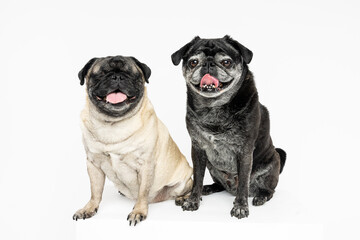 Obraz premium Two Pugs Sitting on White Background