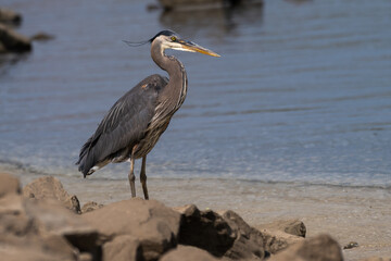 Great blue heron standing on the lakeshore.