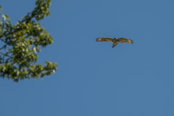 Red-shouldered hawk in flight.