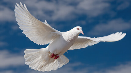 Obraz premium Graceful white dove soars through clear blue sky, its wings spread wide, embodying freedom and peace. sunlight highlights its feathers, creating serene and uplifting scene