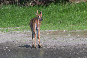 Young stag, deer, juvenile deer looks over its shoulder at the camera.