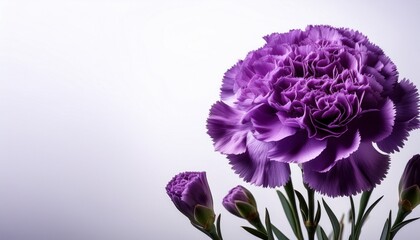 Fototapeta premium Elegant Purple Carnations Floral Design Element For Cards Invitations And Banners