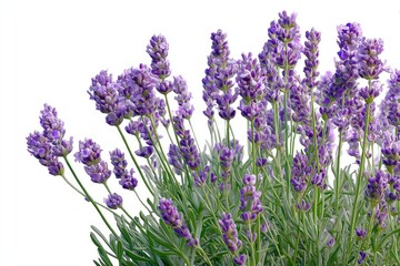 Fototapeta premium Lush lavender blossoms against a white background.