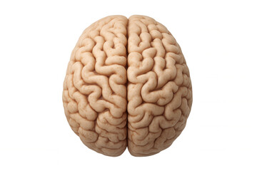 Obraz premium Detailed 3d human brain rendering, transparent backdrop, highlighting neurological structures for medical and scientific visualization