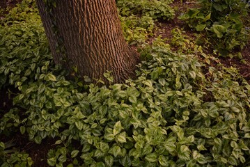 Tree Trunk in Garden