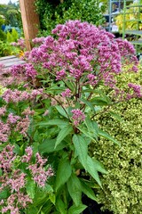 Obraz premium Joe Pye Weed Eupatorium purpureum plant