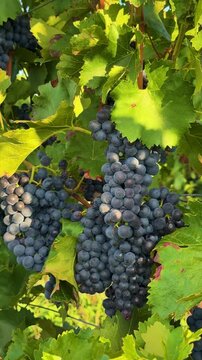 ripe dark blue grape clusters growing on vineyard vines with green leaves, illuminated by warm autumn sunlight