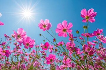 Fototapeta premium Pink cosmos flowers against a bright blue sky.