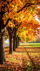Autumnal trees line a park path