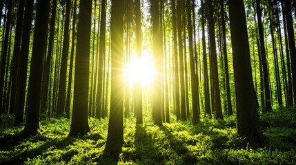 Naklejka premium Sunlight in forest green trees nature background
