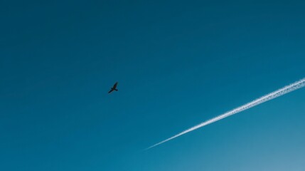 Bird flight against sky