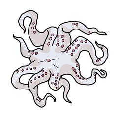 raw octopus outline color vector illustration