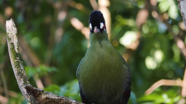 Close up of a hartlaub's touraco bird sitting in a tree Turning it's head.