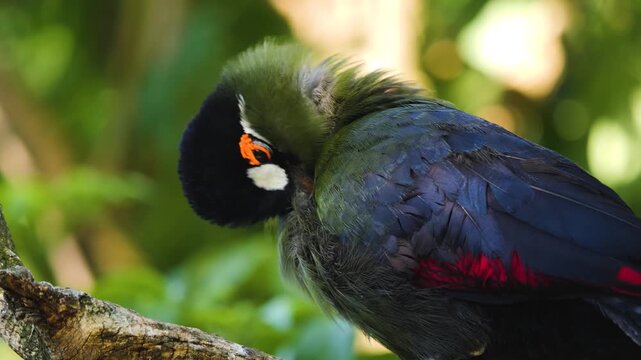 Close up of a hartlaub's touraco bird sitting in a tree and grooming it self