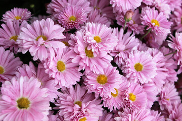 Pink chrysanthemums. Chrysanthemums. Bright background with pink chrysanthemum flowers in the sun in an autumn garden. Beautiful floral background. Delicate petals. pink flowers