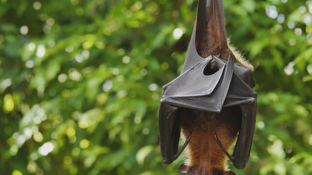 Close up of a flying fox hanging on a spring day 