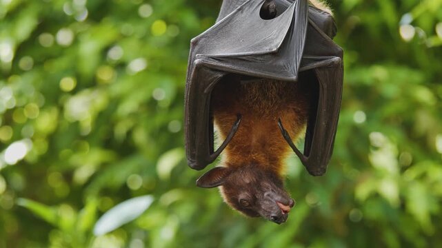 Close up of a flying fox hanging and licking it self on a spring day 