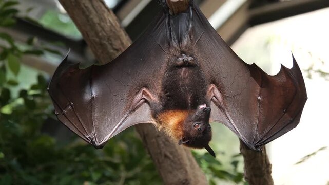 Close up of a flying fox stretching his wings on a sunny spring day and licking it self