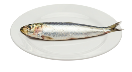 Silver Fish on White Plate Seafood Cuisine Still Life