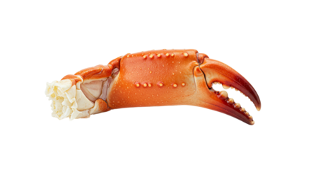 Orange Crab Claw with Water Droplets on Warm Background