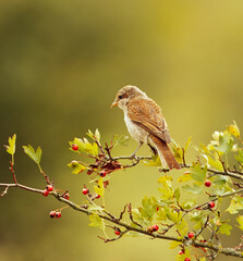 Red-backed shrike, Lanius collurio resting on hawthorn branch, Crataegus with red berries in natural habitat, closeup of wild bird in natural environment with green background and berries.