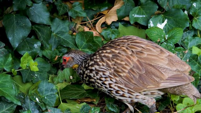 Close up of a yellow necked Francolin bird standing around on a meadow and looking around on cloudy day