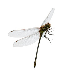 White Dragonfly with Brown Abdomen on Transparent Background A Detailed Close Up Macro Shot of an Insect with Translucent Wings Perfect for Nature