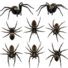 Collection of Detailed Spiders on Transparent Background: Eight Black Spiders with Yellow Markings, High Resolution, Seamless Pattern for Textile