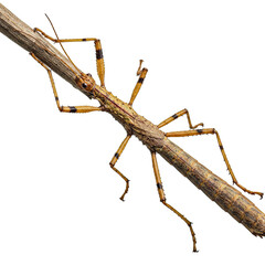 Closeup of a Stick Insect Camouflaged on a Twig Against a Black Background: High Resolution Photography of an Insect with Transparent Background