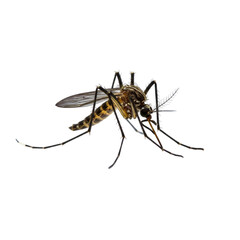 Detailed Close Up of a Mosquito with Transparent Background: High Resolution Image Ideal for Scientific Publications or Educational Materials
