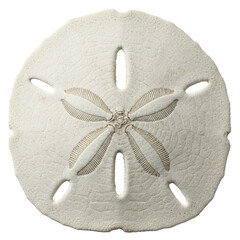 Detailed Close Up of a Sand Dollar on a Transparent Background, Ideal for Seamless Patterns and Textile Designs