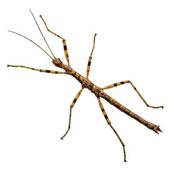 Detailed Close Up of a Stick Insect on a Black Background: A High Resolution Image Perfect for Scientific Publications, Educational Materials, and