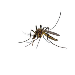 Detailed Closeup of a Mosquito on a Black Background, High Resolution Image Perfect for Scientific or Medical Illustrations, Transparent Background
