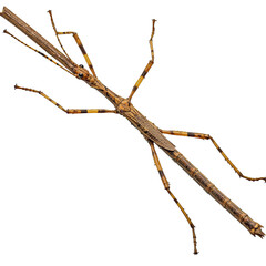 Detailed Closeup of a Stick Insect on a Black Background, showcasing its intricate body texture and camouflage adaptation, perfect for scientific