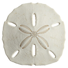 Detailed Closeup of a Sand Dollar with Intricate Pattern and Transparent Background, Ideal for Seamless Pattern Design or Nature Themed Projects