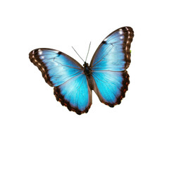 Obraz premium Vibrant Blue Morpho Butterfly with Sparkling Wings on Transparent Background for Design Projects: Ideal for Textile Prints, Packaging, and Decorative