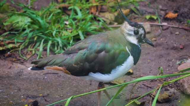 Close up of a northern lapwing wading bird walking around a pond on a sunny morning