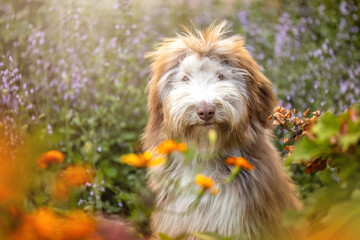 Bearded Collie dog sitting in blooming summer garden with flowers