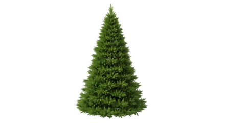 Unadorned Green Fir Tree Christmas tree evergreen