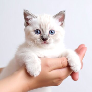 Cute kitten held in a hand