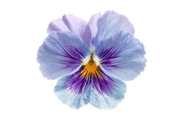Close-up view of a delicate, light purple pansy.