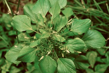 Top view of a leafy green plant with radial growth pattern, highlighting natural symmetry and...