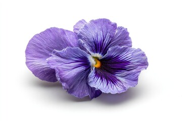 Close-up view of a vibrant purple flower.