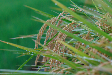 雨に濡れた実った稲穂