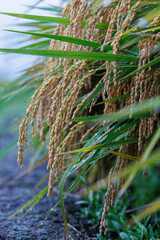 雨に濡れた実った稲穂