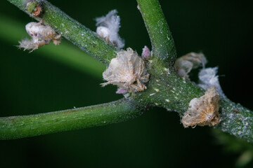 松の葉に止まるハゴロモの幼虫