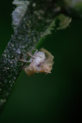 松の葉に止まるハゴロモの幼虫